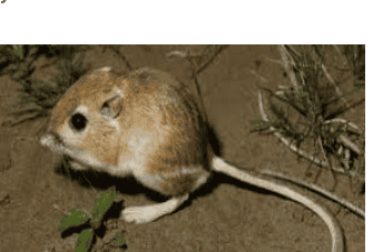 लेख की तस्वीर