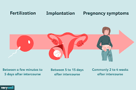 How Long Does It Take to Get Pregnant After Sex?
