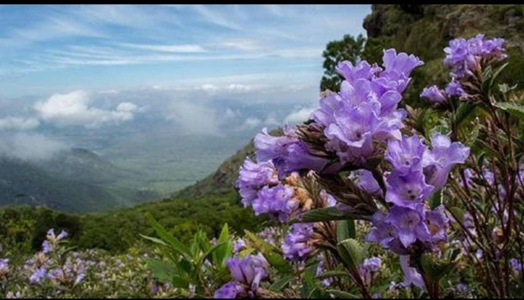 Neelakurinji
