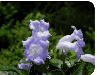 लेख की तस्वीर
