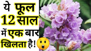 लेख की तस्वीर