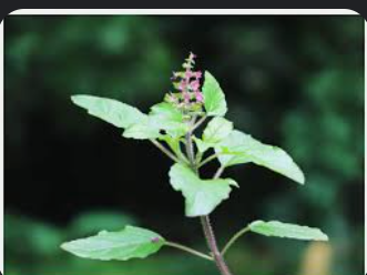 लेख की तस्वीर