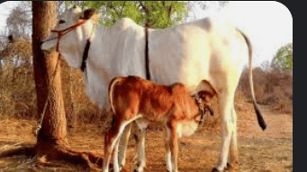 लेख की तस्वीर