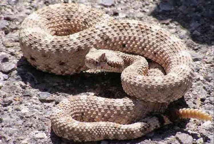 लेख की तस्वीर