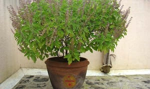 लेख की तस्वीर