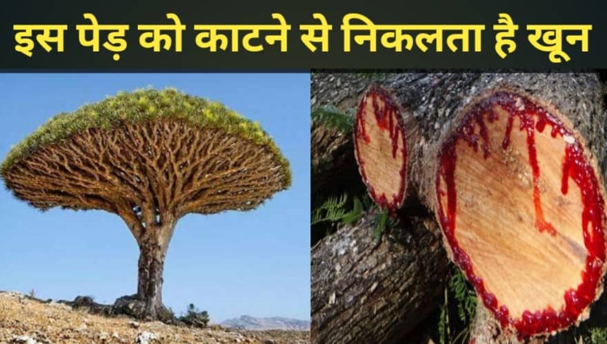 लेख की तस्वीर