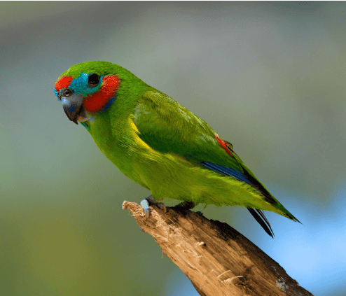 लेख की तस्वीर