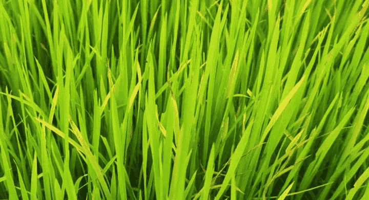 लेख की तस्वीर