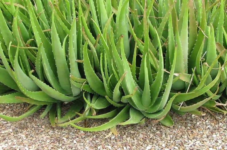 लेख की तस्वीर