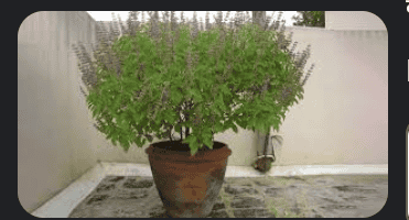 लेख की तस्वीर