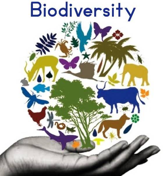 who invented biodiversity?