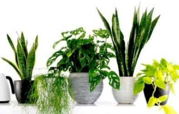 छाया में उगने वाले पौधे क्या कहलाते हैं?