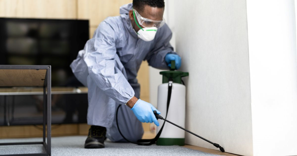 Best Pest Control Service Texas: Top Choices for Effective Extermination
