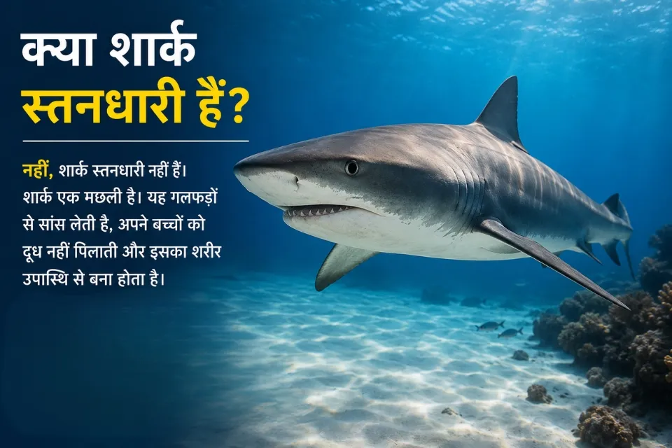 क्या शार्क स्तनधारी हैं? समुद्र में तैरती शार्क की वास्तविक तस्वीर जो दिखाती है कि शार्क एक मछली है, स्तनधारी नहीं।