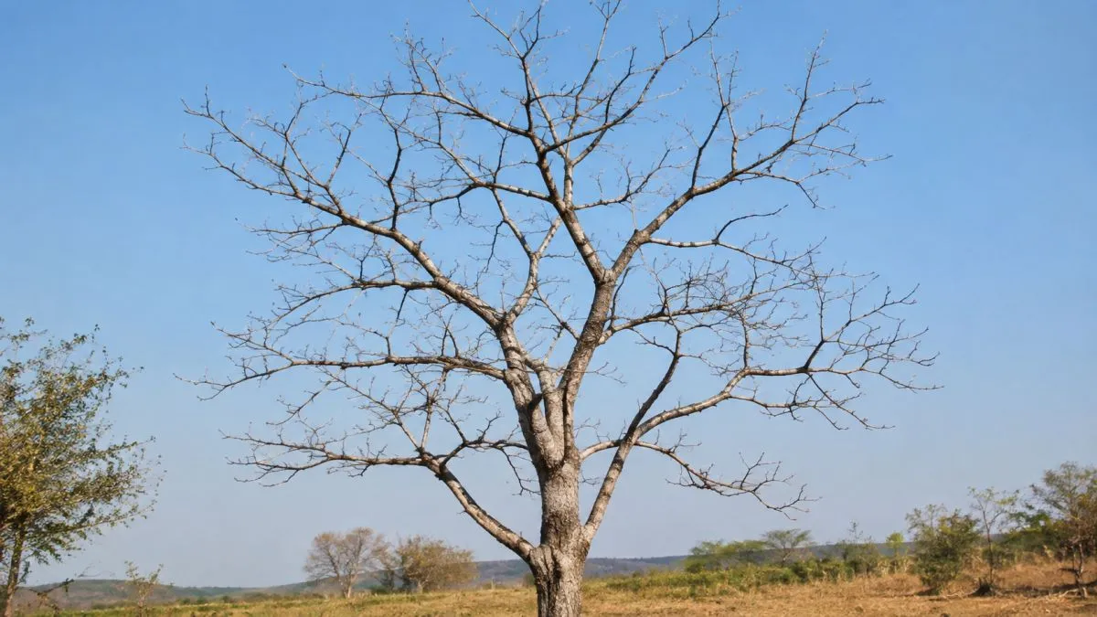 लेख की तस्वीर