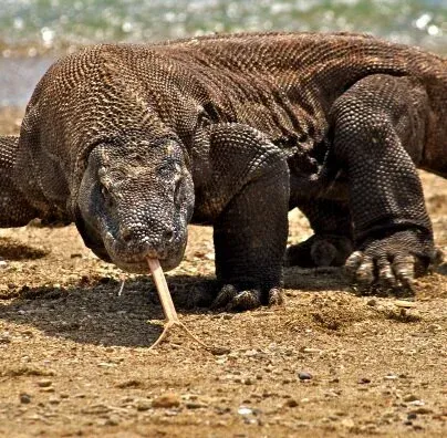 Komodo dragon locks onto its target