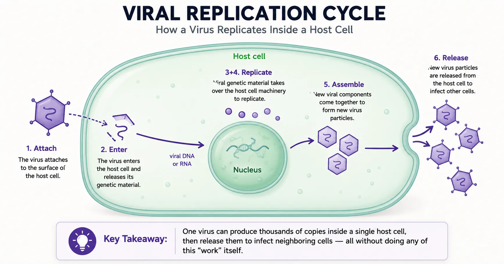 How do viruses replicate (The 6-step hijack)